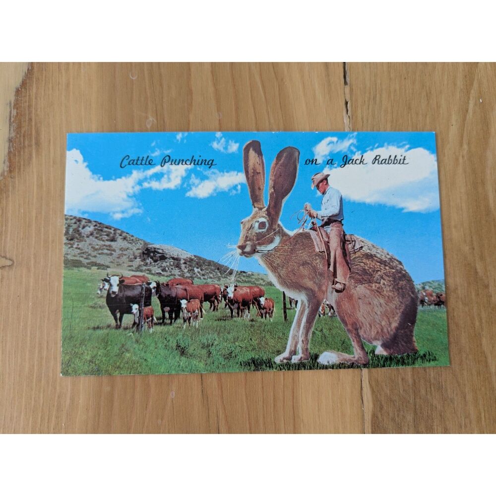 Cattle Punching on a Jack Rabbit Postcard - 1962 - unused